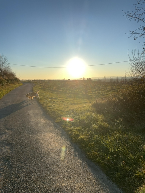 Description de l'image